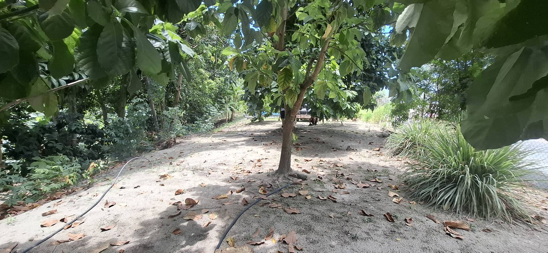 Granja/finca en venta en Caja Seca, Zulia. Propied - 5